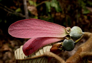 doi suthep – pui national park, doi suthep pui national park, doi suthep, national parks in northern thailand