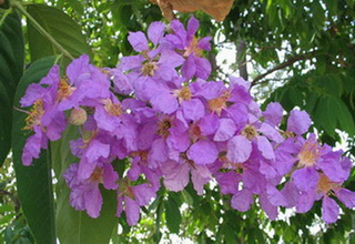 doi suthep – pui national park, doi suthep pui national park, doi suthep, national parks in northern thailand